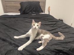 Reunited Female Cat last seen Near Barrett Lakes Blvd, Kennesaw, GA 30144, USA, Kennesaw, GA 30144