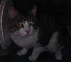 Shelter Stray Male Cat last seen Near Garth Court, STATEN ISLAND, NY, 10306, 3139 Veterans Rd W, Staten Island, NY 10309, USA