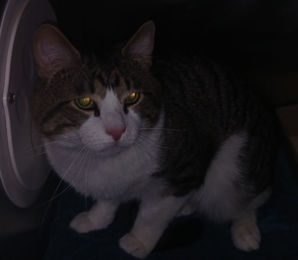 Shelter Stray Male Cat last seen Near Garth Court, STATEN ISLAND, NY, 10306, 3139 Veterans Rd W, Staten Island, NY 10309, USA