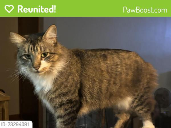 Reunited Male Cat last seen 114th and Lowell, Overland Park, KS 66210