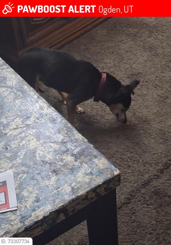 Lost Male Dog last seen Weber human services, Ogden, UT 84401