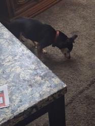 Lost Male Dog last seen Weber human services, Ogden, UT 84401