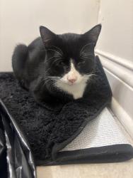 Found/Stray Male Cat last seen Dinos in Hanover park, Hanover Park, IL 60133