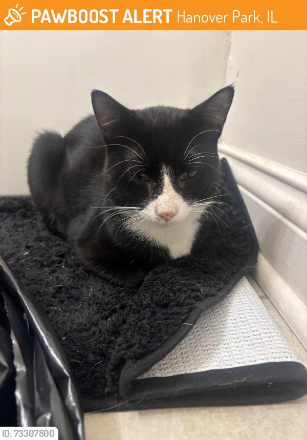 Found/Stray Male Cat last seen Dinos in Hanover park, Hanover Park, IL 60133