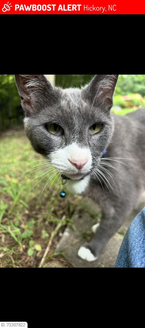 Lost Male Cat last seen Edgewater & Michaels Gap, Hickory, NC 28601