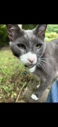 Lost Male Cat last seen Edgewater & Michaels Gap, Hickory, NC 28601