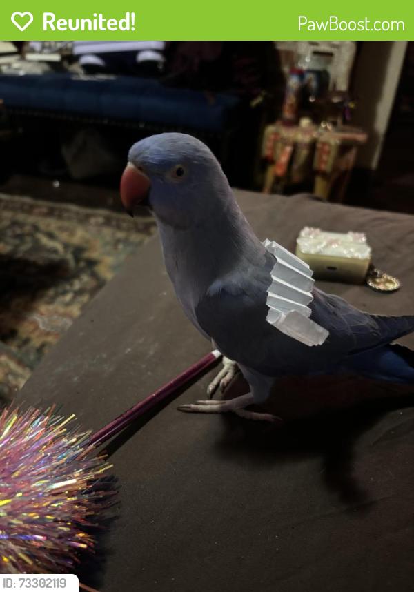 Reunited Male Bird last seen South Warren and Fremont, Columbus, OH 43204