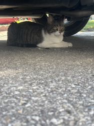 Found/Stray Unknown Cat last seen Near Rexwood Rd, Mississauga, ON L4T 4M9