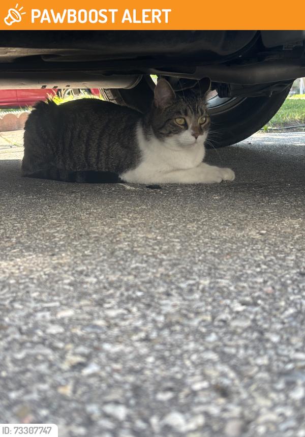 Found/Stray Unknown Cat last seen Near Rexwood Rd, Mississauga, ON L4T 4M9