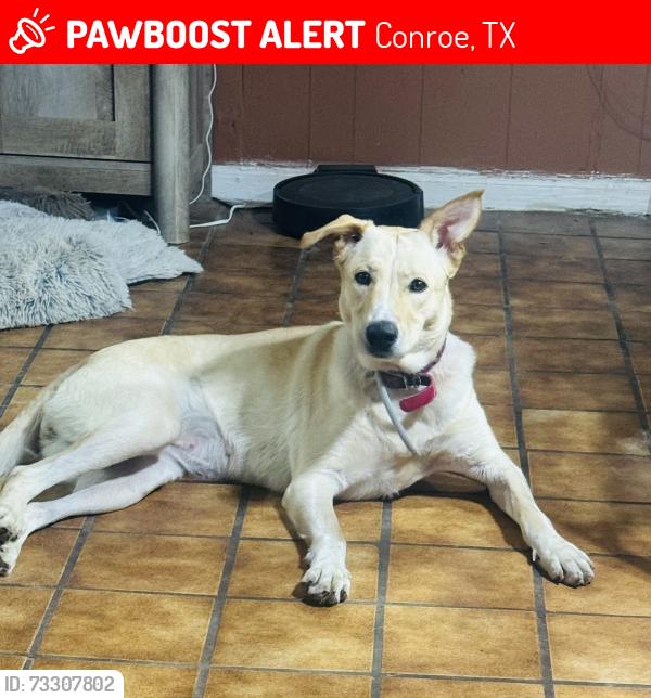 Lost Female Dog last seen Fm 1314, Conroe, TX 77301