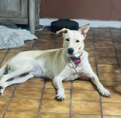 Lost Female Dog last seen Fm 1314, Conroe, TX 77301