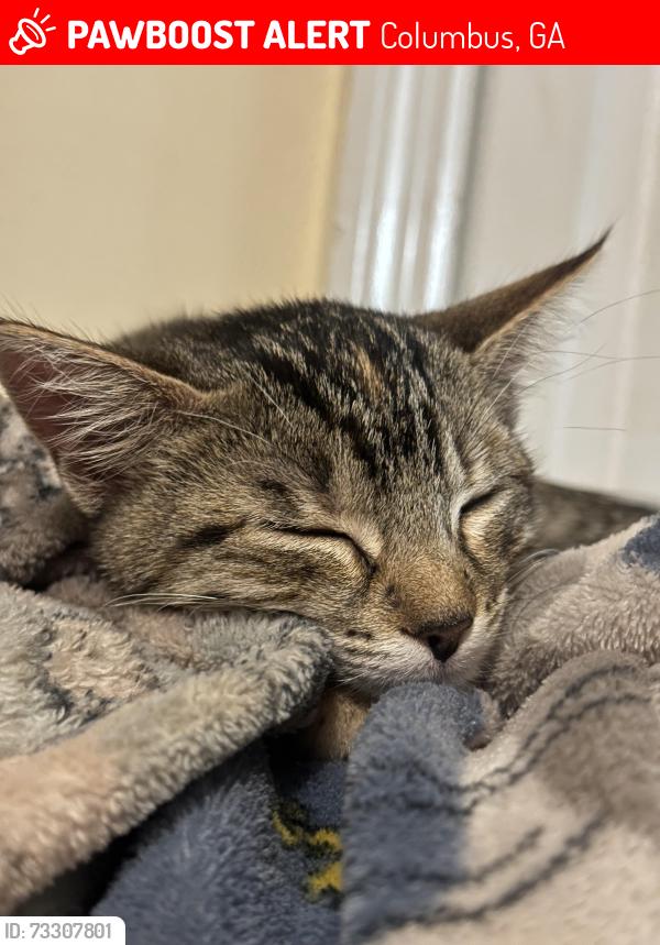 Lost Female Cat last seen Near Colorado st, Columbus, GA 31906