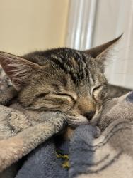 Lost Female Cat last seen Near Colorado st, Columbus, GA 31906