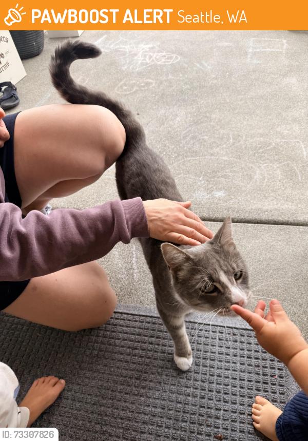 Found/Stray Unknown Cat last seen Tulane st, and 55th, Seattle, WA 98105