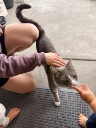 Found/Stray Unknown Cat last seen Tulane st, and 55th, Seattle, WA 98105