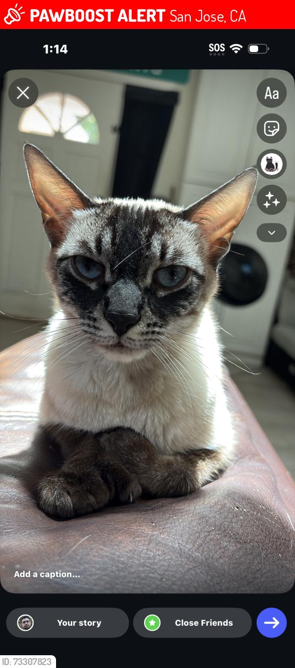 Lost Female Cat last seen Pamlar and bascom, San Jose, CA 95128