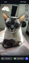 Lost Female Cat last seen Pamlar and bascom, San Jose, CA 95128