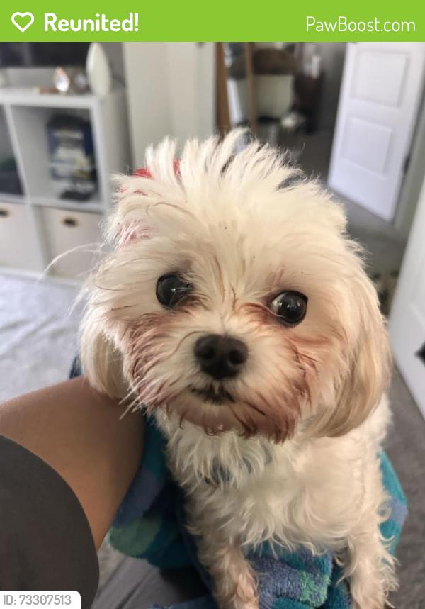 Reunited Male Dog last seen Dearborn, Durham, NC 27704