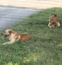 Reunited Unknown Dog last seen Chestnut Street, Lexington, NC 27292