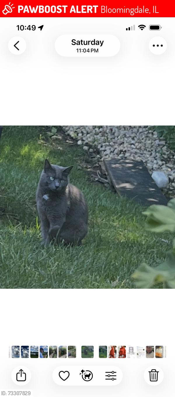 Lost Female Cat last seen Morningside and crrrksise bloomingdale Il, Bloomingdale, IL 60108