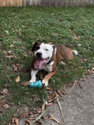Reunited Male Dog last seen Newburgh heights highway intersection, Cleveland, OH 44105