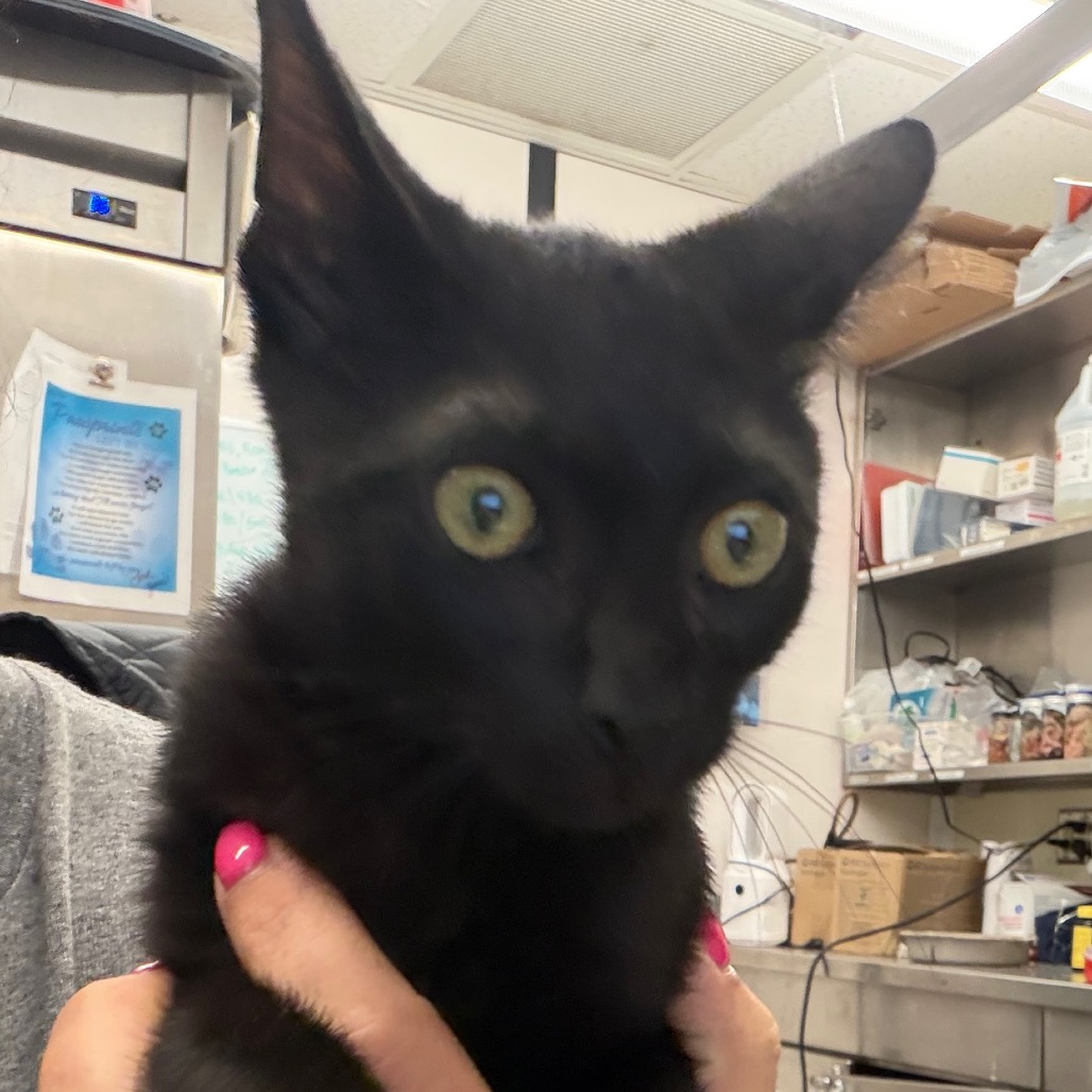 Shelter Stray Male Cat last seen , 141 Canna Ln, Lake Jackson, TX 77566, USA