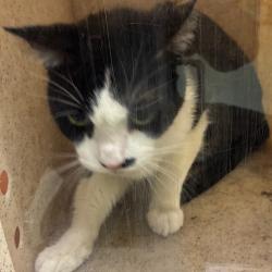 Shelter Stray Male Cat last seen , Animal Care & Control Team of Philly, 111 W Hunting Park Ave, Philadelphia, PA 19140, USA