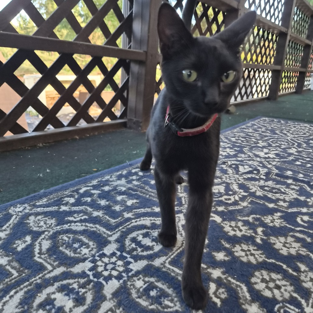 Shelter Stray Female Cat last seen , 2608 Center St, Tacoma, WA 98409, USA
