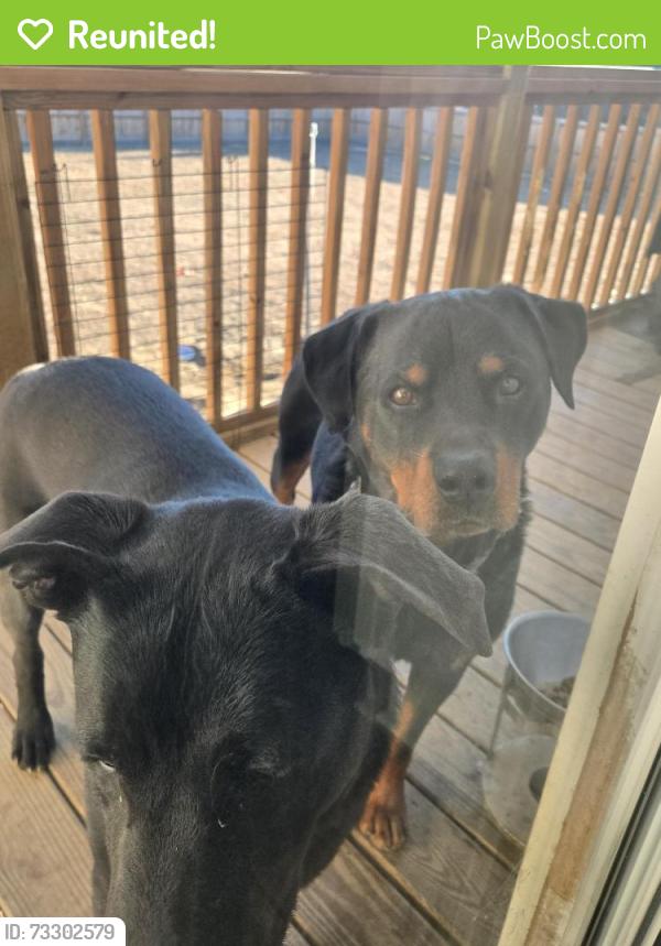 Reunited Male Dog last seen Camelia rd, Four Oaks, NC 27524