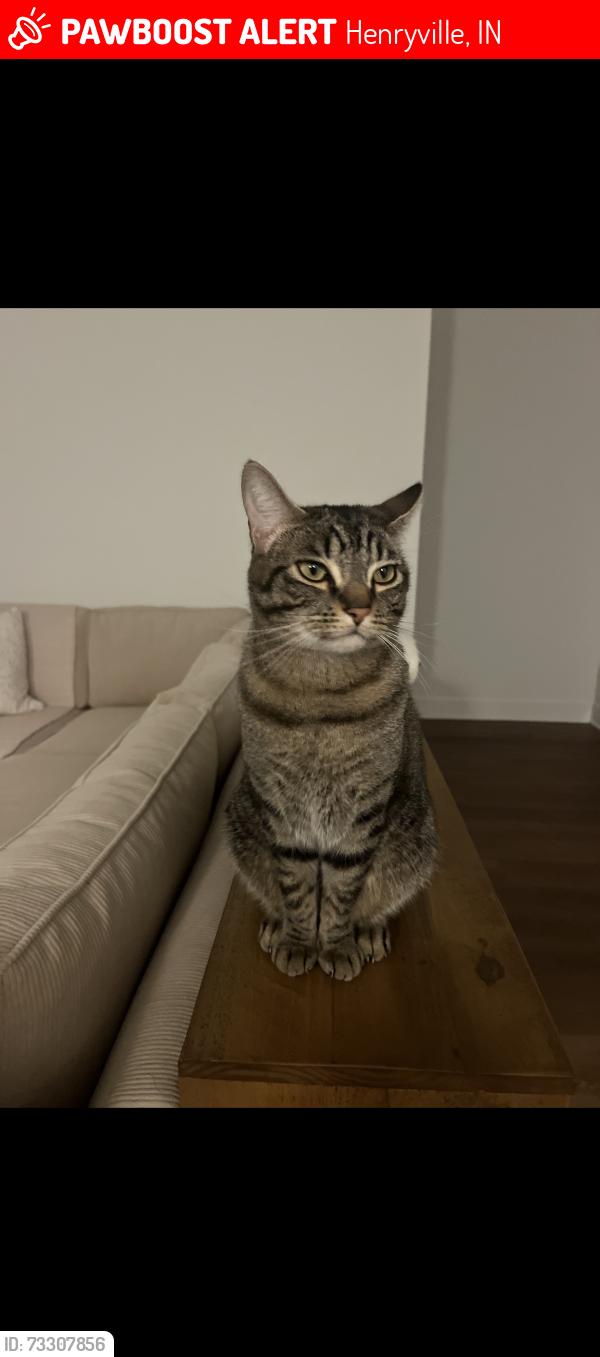 Lost Male Cat last seen Ash street, Henryville, IN 47126