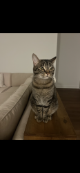 Lost Male Cat last seen Ash street, Henryville, IN 47126