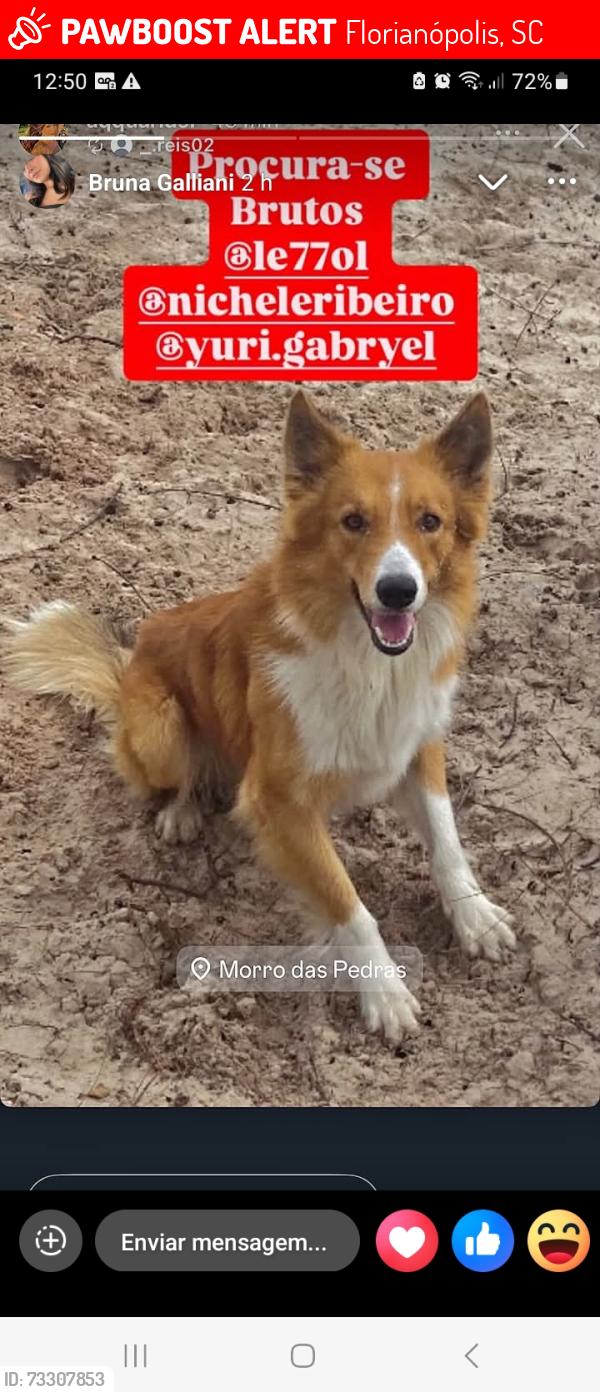 Lost Male Dog last seen Rua do gramal, Florianópolis, SC 