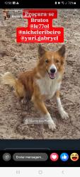 Lost Male Dog last seen Rua do gramal, Florianópolis, SC 