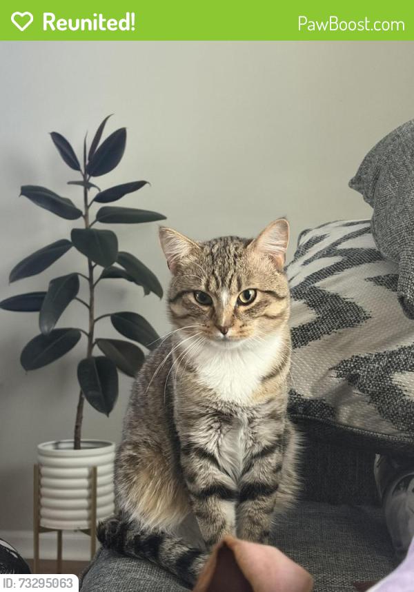 Reunited Male Cat last seen Peterson’s Golden Meadows, Kenosha, WI 53142