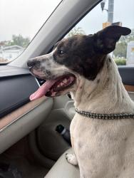 Found/Stray Female Dog last seen Harrison and Putnam, Columbia, SC 29204