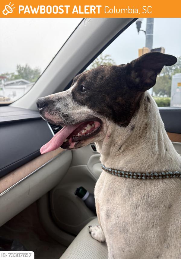 Found/Stray Female Dog last seen Harrison and Putnam, Columbia, SC 29204