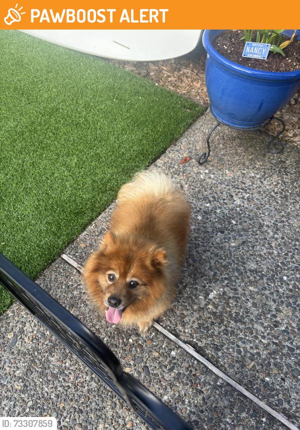 Found/Stray Male Dog last seen Weir Rd, Washington County, OR 97007