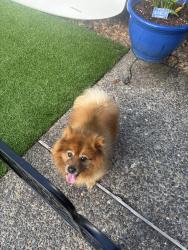 Found/Stray Male Dog last seen Weir Rd, Washington County, OR 97007