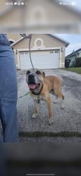 Reunited Male Dog last seen Winding creek subdivision off dean rd., Orlando, FL 32825