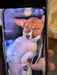 Reunited Female Dog last seen E 91st St & 1st Ave, New York, NY 10128, USA, New York, NY 10128