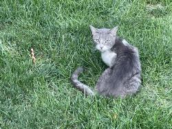 Found/Stray Unknown Cat last seen Community park / hoble creek trail head, Springville, UT 84663
