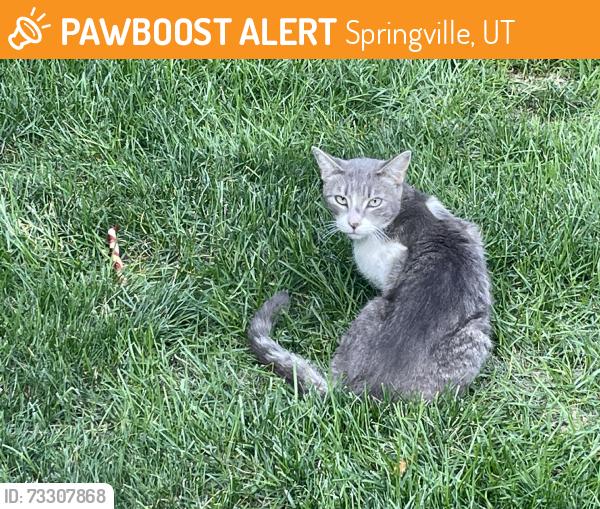 Found/Stray Unknown Cat last seen Community park / hoble creek trail head, Springville, UT 84663