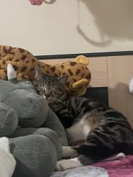 Lost Male Cat last seen Newark, NJ- exact location unknown, Newark, NJ 07114
