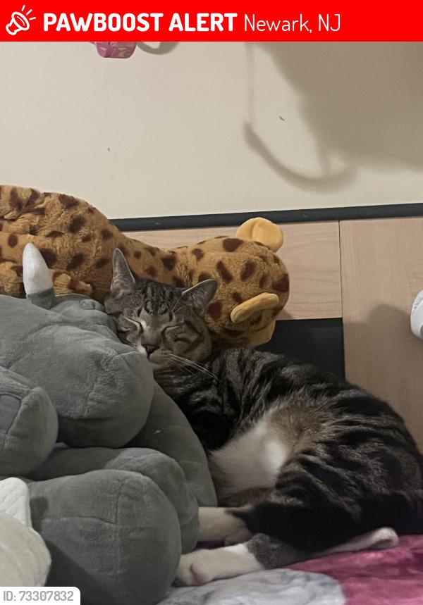 Lost Male Cat last seen Newark, NJ- exact location unknown, Newark, NJ 07114