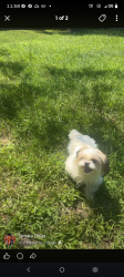 Lost Female Dog last seen Melville st. Graham, Graham, NC 27253