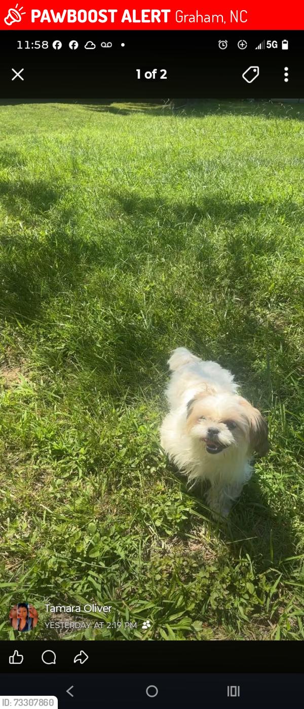 Lost Female Dog last seen Melville st. Graham, Graham, NC 27253
