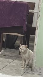 Lost Male Cat last seen Perto do mercado top, Jardim Maria Antonia (Nova Veneza), SP 13181-513