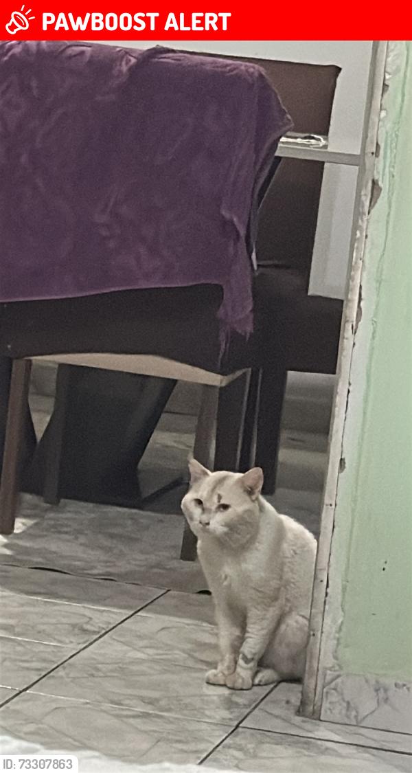 Lost Male Cat last seen Perto do mercado top, Jardim Maria Antonia (Nova Veneza), SP 13181-513