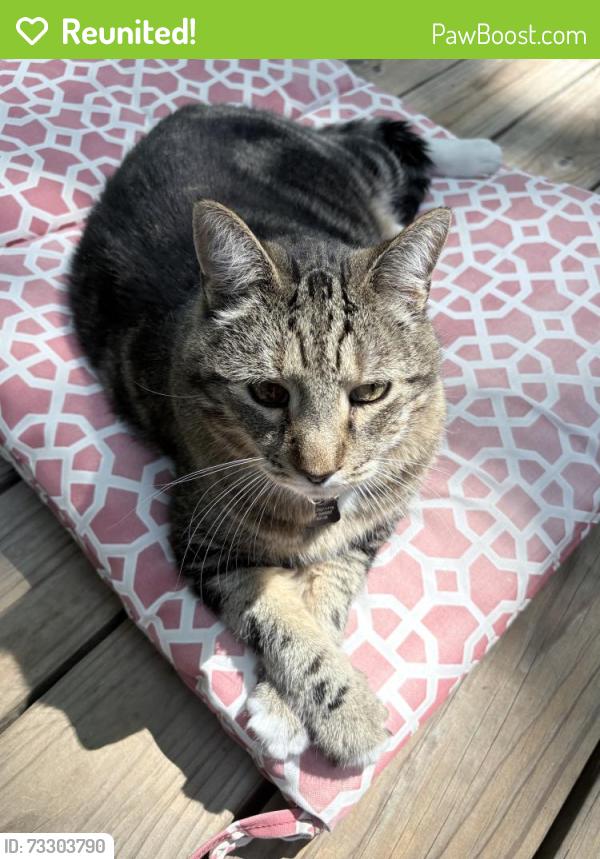 Reunited Male Cat last seen Darst and Almeda, Ferguson, MO 63135