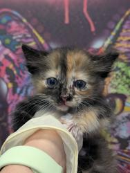 Shelter Stray Female Cat last seen Bexar County, 3353 Morningside Dr, New Braunfels, TX 78132, USA